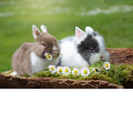 The beautiful unicorns
