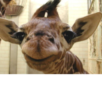 GiraffeLoveSquad