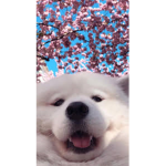 SAM0YED