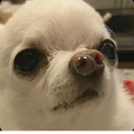 pitbuII fan group
