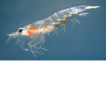 Krill Album