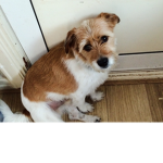 Puppy_star_YT