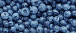 THE OFFICIAL BLUEBERRY NATION