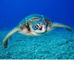 Da turtle squad established in 2021