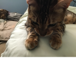 I love my kitty
