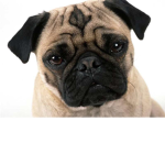 the pug gamers88