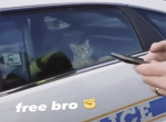 A u b r I e the killer kittycat