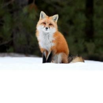 foxtrots group