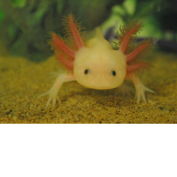Tower of Axolotl!