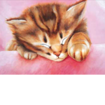 Kitty cats Purrrrfect group
