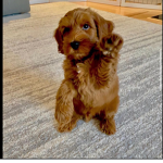 Ebbyisapuppy123