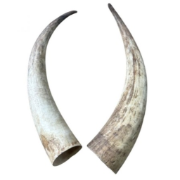 HORN EFFECT (Open Beta)