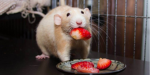 Ratata Training