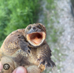 The turtle army (only turtles)