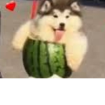 melon boi fan club
