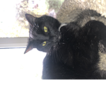 Black cats fans