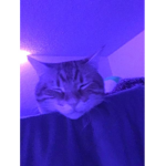 Kyoism