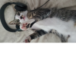 Cats or cat people only
