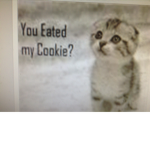 cats are sooo cool