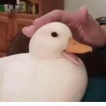mrnubisnoob