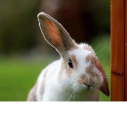 the lads / bunny group's Place Number: #