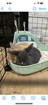 The bunnys mercenarys