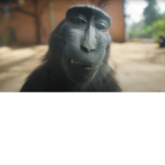 The One And only monkeys