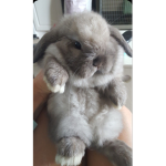 bunnys <33
