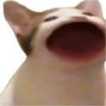 Pop cat group join if you love cats I love
