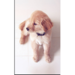 Dog fans xoxo