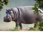Hippos United!!