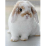 BUNNYS YEA