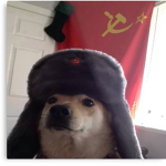 dog nation for dogs