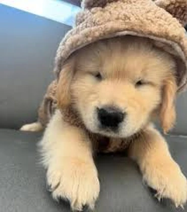 The Dogs Hangout Roblox group icon