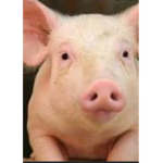 Monsterpigclan