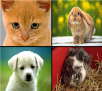 Animal Abusing Haters