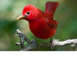 birdy