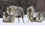The Wolf Pack! :3