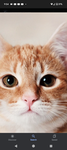 The kitten army XD