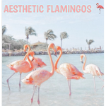 Aesthetic flamingo :)