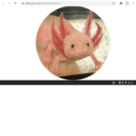Axolotl Bois UwU OwO TwT