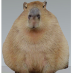 Poopanas
