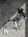 MEOWZA COMMUNITY