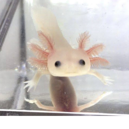 my home as an axolotl