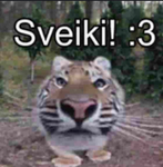 HAUH?!?!