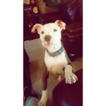 Hilo dog