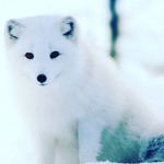 The wolf people pack