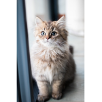 Cat group(feel free to ask questions)