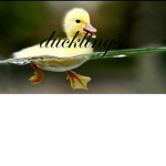 Duckling