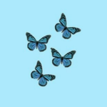 ~The Butterfly Family~